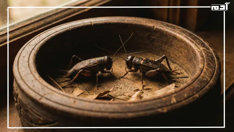 أغرب الرياضات الشعبية في الصين.. 5 ألعاب لم تسمع عنها من قبل 2 قتال صراصير الليل في الصين