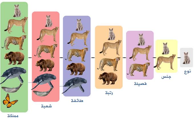 أرسطو رجل مهووس بالتفاصيل يعيد ترتيب مفاهيمنا 1 images 2021 01 20T114552.265