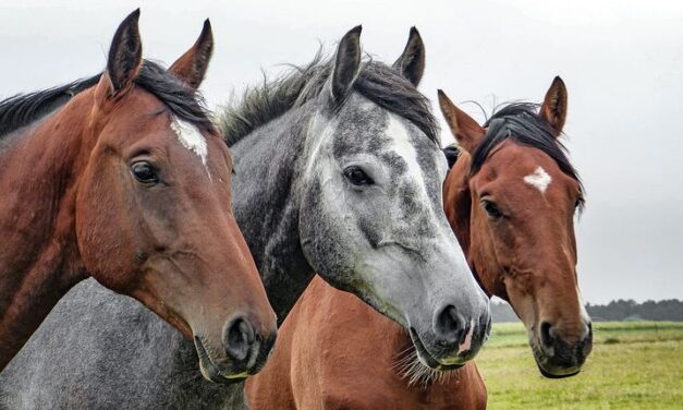 10 معلومات عن فوائد ركوب الخيل