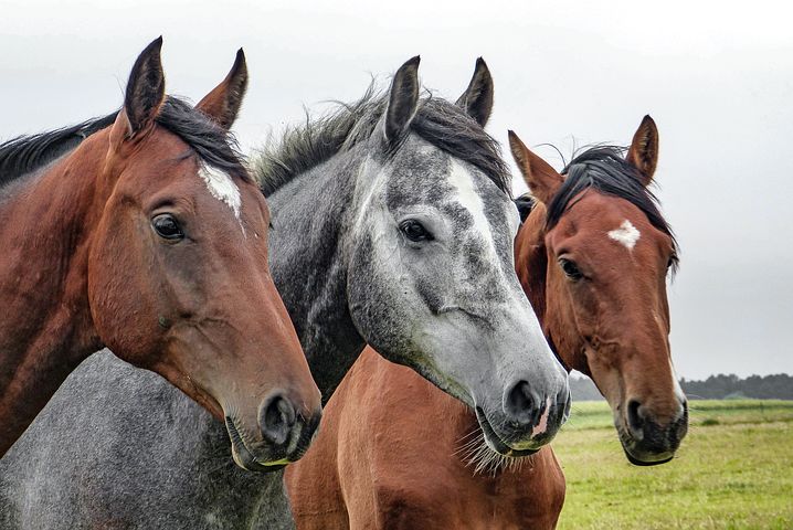 فوائد ركوب الخيل