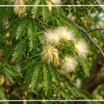 زهرة اللبخ على شجرة اللبخ