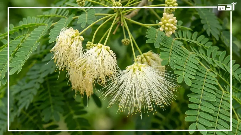 فوائد زهرة اللبخ واستخداماتها التقليدية