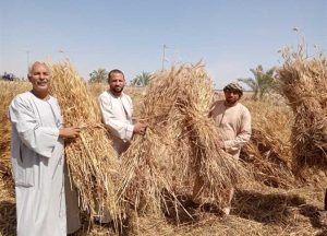 الزراعة طوق النجاة للاقتصاد المصري 2022 2 القمح