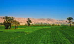 بعض الحلول الزراعية لأزمة الديون في مصر2022 1 الحلول الزراعية لأزمة الديون في مصر