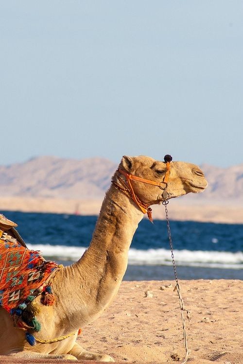 Sharm El Sheikh The City of Peace 2022 1 Sharm El Sheikh The City of Peace