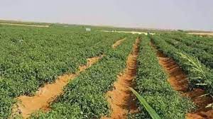 بعض الحلول الزراعية لأزمة الديون في مصر2022 2 الحلول الزراعية لأزمة الديون في مصر