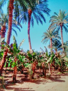 مدينة التاريخ.. إليك أجمل 17 مكانا من الأماكن السياحية في الأقصر 12 جزيرة الموز