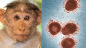 جدري القرود monkeypox أو جدري النسناس.. هل هو الوباء الجديد بعد كورونا؟ 8 جدري القرود