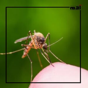 حمى الضنك
