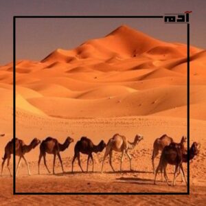 حيل الحيوانات في التكيف مع ارتفاع درجات الحرارة 2 تكيف الإبل مع ارتفاع درجات الحرارة