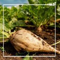 السكر الأبيض.. فوائده وأضراره وبدائله الطبيعية 2 الشمندر السكري