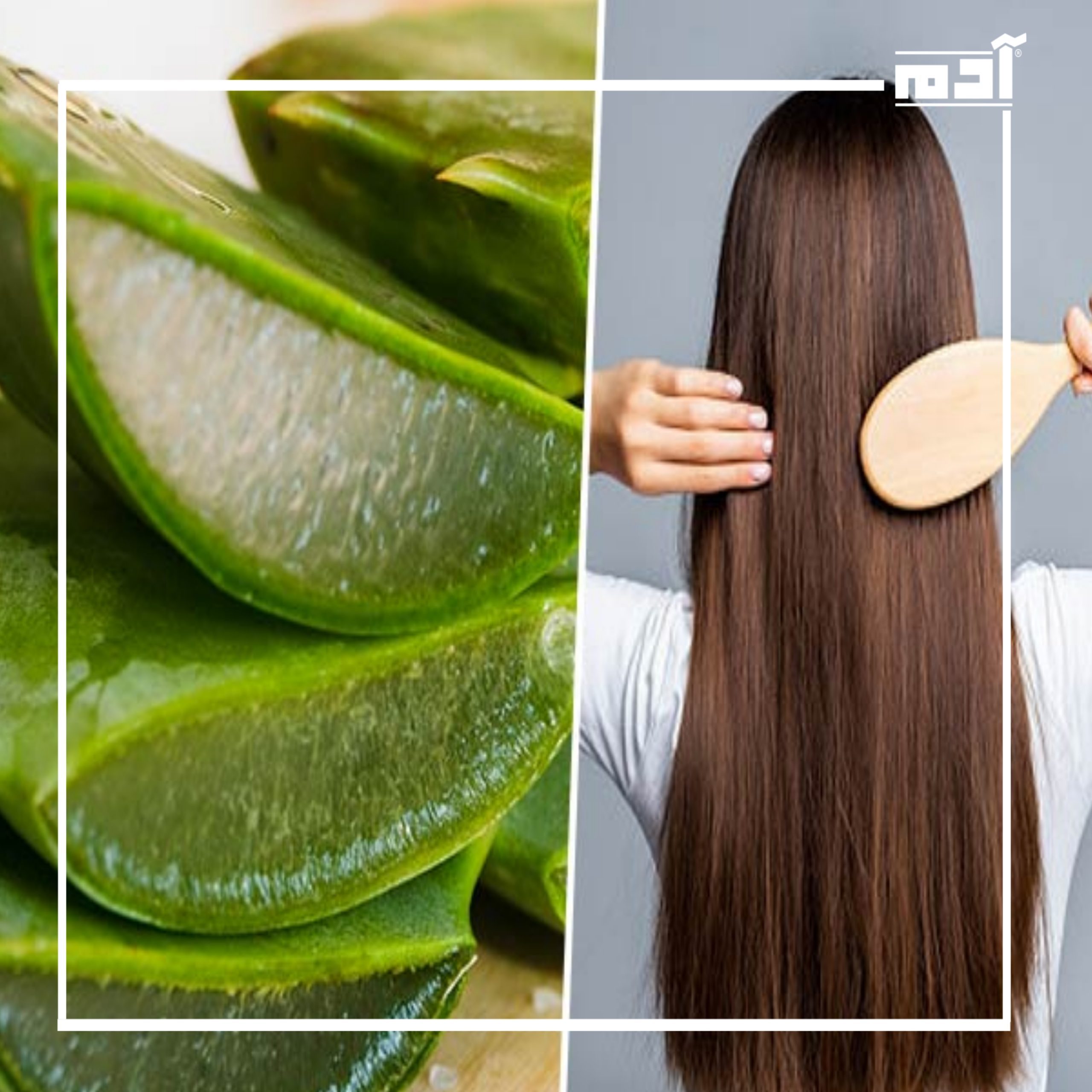 الصبار للشعر.. فوائد مدهشة لتعزيز صحة الشعر