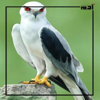 طائر الحدأة.. بين فخر التراث وتحديات البقاء 1 طائر الحدأة