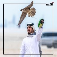 طائر الحدأة.. بين فخر التراث وتحديات البقاء 2 الصقارة