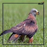 طائر الحدأة.. بين فخر التراث وتحديات البقاء 4 موطن الحدأة