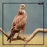 طائر الحدأة.. بين فخر التراث وتحديات البقاء 5 غذاء طائر الحدأة