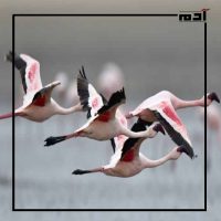 ورديات السماء.. اكتشف طيور الفلامنجو وسر جاذبيتها 8 الفلامنجو الأكبر