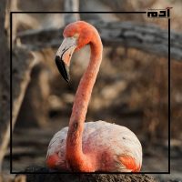 ورديات السماء.. اكتشف طيور الفلامنجو وسر جاذبيتها 10 الفلامنجو الأمريكي