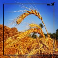 موجات الصقيع.. اللمسة الباردة التي تحول الشتاء إلى مصدر للفوائد الطبيعية 2 القمح المصري يرى ثماره من موجات الصقيع في بعض المناطق