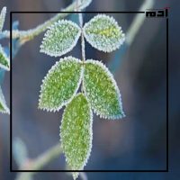 موجات الصقيع.. اللمسة الباردة التي تحول الشتاء إلى مصدر للفوائد الطبيعية 3 ما هي فوائد موجات الصقيع للبيئة؟