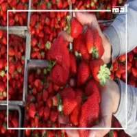 قفزة في الصادرات المصرية.. الفراولة المصرية الأولى عالميًا 1 الفراولة المصرية في مقدمة الصادرات المصرية