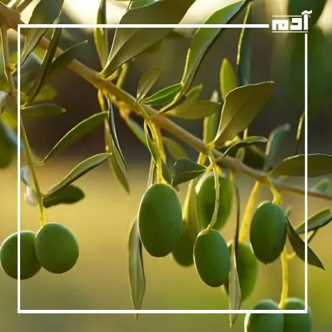 نبات الجوجوبا.. هل هو الحل السحري لأزمة الوقود؟