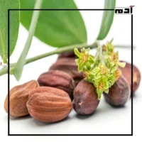 نبات الجوجوبا.. هل هو الحل السحري لأزمة الوقود؟ 1 الذهب الأسود أم نبات الجوجوبا (الذهب الأخضر)