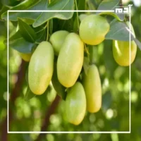 نبات الجوجوبا.. هل هو الحل السحري لأزمة الوقود؟ 3 مصر ونبات الجوجوبا