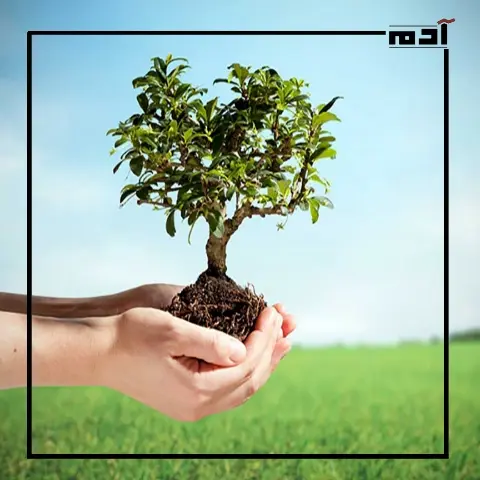 دور الأشجار في تحسين البيئة وإصلاحها