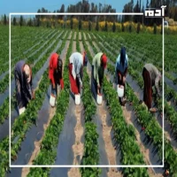 السماد الطبيعي.. سر تحقيق الاستدامة البيئية والزراعية 2 الطرق القديمة لتسميد الأراضي الزراعية