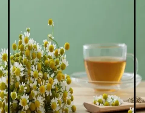 أكثر من مجرد عشبة.. اكتشف فوائد البابونج المذهلة