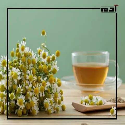 أكثر من مجرد عشبة.. اكتشف فوائد البابونج المذهلة