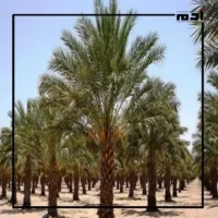 موسوعة جينيس.. مصر الأولى بأضخم مزرعة تمور في العالم 3 أضخم مزرعة نخيل تمور في العالم
