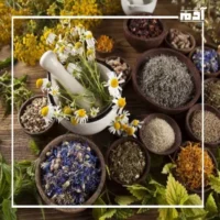 النباتات العطرية.. جمال الطبيعة الخفي وفوائدها العلاجية الفريدة 1 تعريف النباتات العطرية