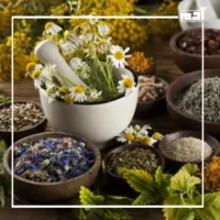 النباتات العطرية.. جمال الطبيعة الخفي وفوائدها العلاجية الفريدة 2 أنواع النباتات العطرية