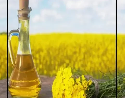 زيت الكانولا.. تعزيز للطاقة وصحة القلب بنكهة مميزة