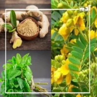 راحة هضمية.. أفضل 3 أعشاب لعلاج الإمساك المزمن 1 أعشاب لعلاج الإمساك المزمن