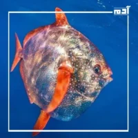 سمكة القيامة.. مخلوق نادر أم نذير شؤم؟ 3 لماذا ارتبط اسم سمكة القمر بالكوارث الطبيعية؟