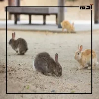 جزيرة الأرانب.. كيف تحولت من سر عسكري لجنة سياحية؟ 2 ظهور الأرانب في جزيرة أوكونوشيما