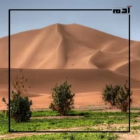 سيناء منقذ البشرية.. فكرة ودراسة لمهندس هولندي 2 إعادة تشجير الصحاري
