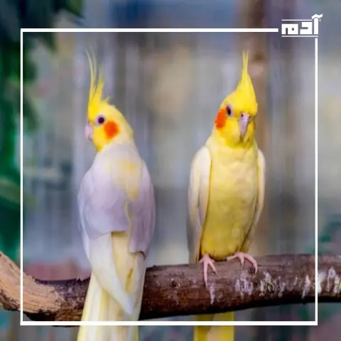 دليل شامل لعصافير الكوكتيل.. من الفقس إلى البلوغ