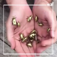 خنفساء الكروم.. جوهرة الطبيعة اللامعة التي أدهشت العلماء 1 موطن خنفساء الكروم
