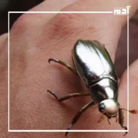 خنفساء الكروم.. جوهرة الطبيعة اللامعة التي أدهشت العلماء 3 أسباب تراجع أعداد خنافس الكروم