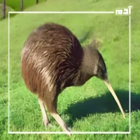 طائر الكيوي.. أسرار طائر بلا أجنحة في غابات نيوزيلندا 2 نظام الغذاء لدى طائر الكيوي
