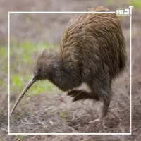 طائر الكيوي.. أسرار طائر بلا أجنحة في غابات نيوزيلندا 1 شكل طائر الكيوي
