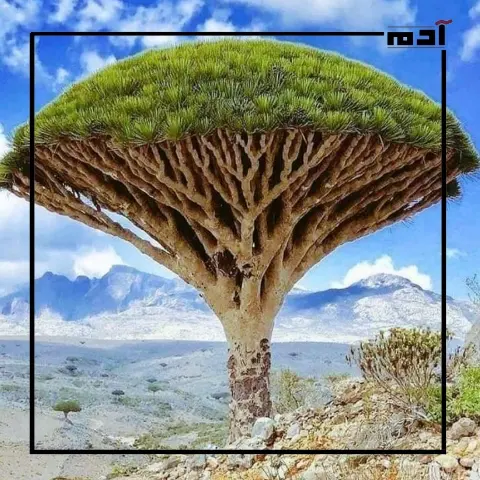 شجرة دم الأخوين.. عندما يتحول الدم إلى دواء ومعجزة