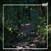 غابة أوكيغاهارا.. أسرار رعب غامضة في قلب اليابان 1 لماذا سميت غابة أوكيغاهارا بغابة الانتحار؟