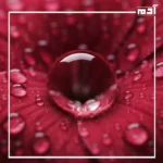 القرمزية